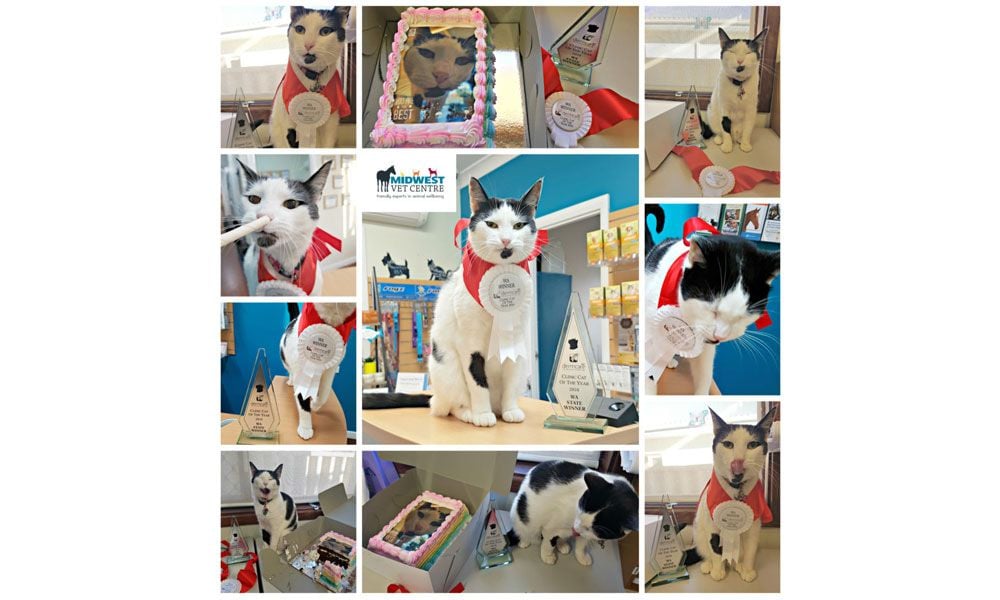 Dora is WA’s Dermcare Clinic Cat of the Year!!