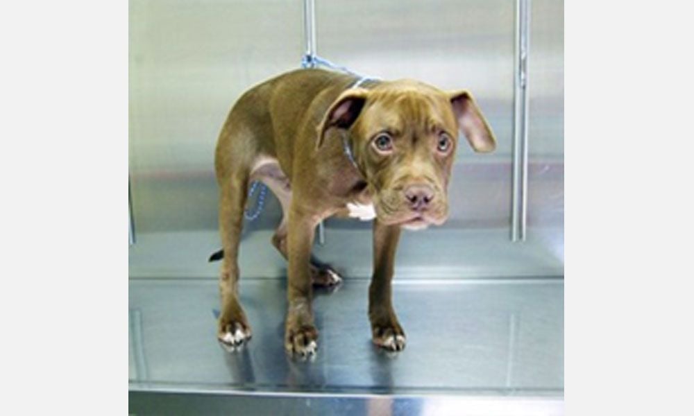 PARVOVIRUS