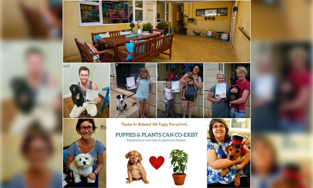 Come. Sit. Stay. Play at Midwest Vet’s Puppy Preschool!
