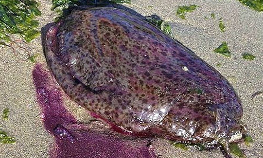 “B E W A R E of the Sea-Hare!!” by Ebony M. & Dr Peter Taylor