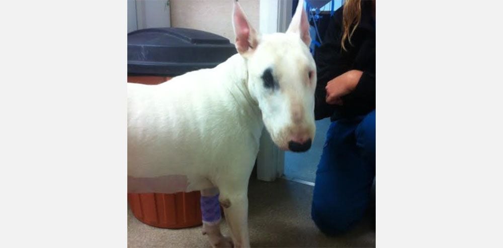 Big bones, little bones, cooked bones, raw bones, neck bones, leg bones… never really funny bones. Big bones, little bones, cooked bones, raw bones, neck bones, leg bones… never really funny bones.