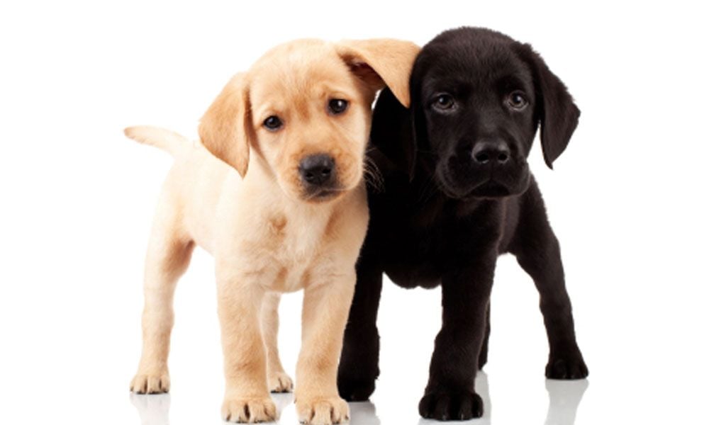 Puppy Growing Pains
