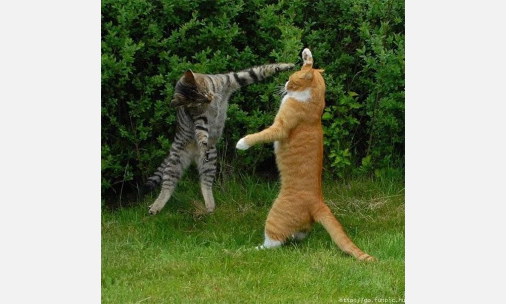 IS YOUR CAT A FIGHTER? DOES HE THINK HE’S LUIS SUAREZ? IF SO READ ON.. IS YOUR CAT A FIGHTER? DOES HE THINK HE’S LUIS SUAREZ? IF SO READ ON..