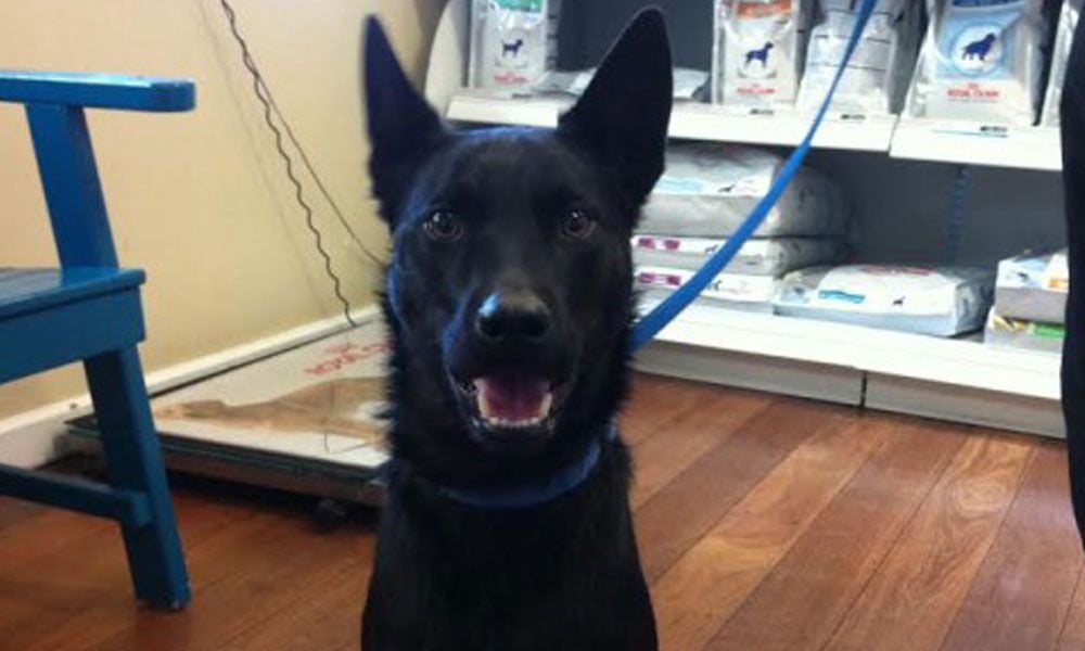 Canine pancreatic disease – Diesel’s story
