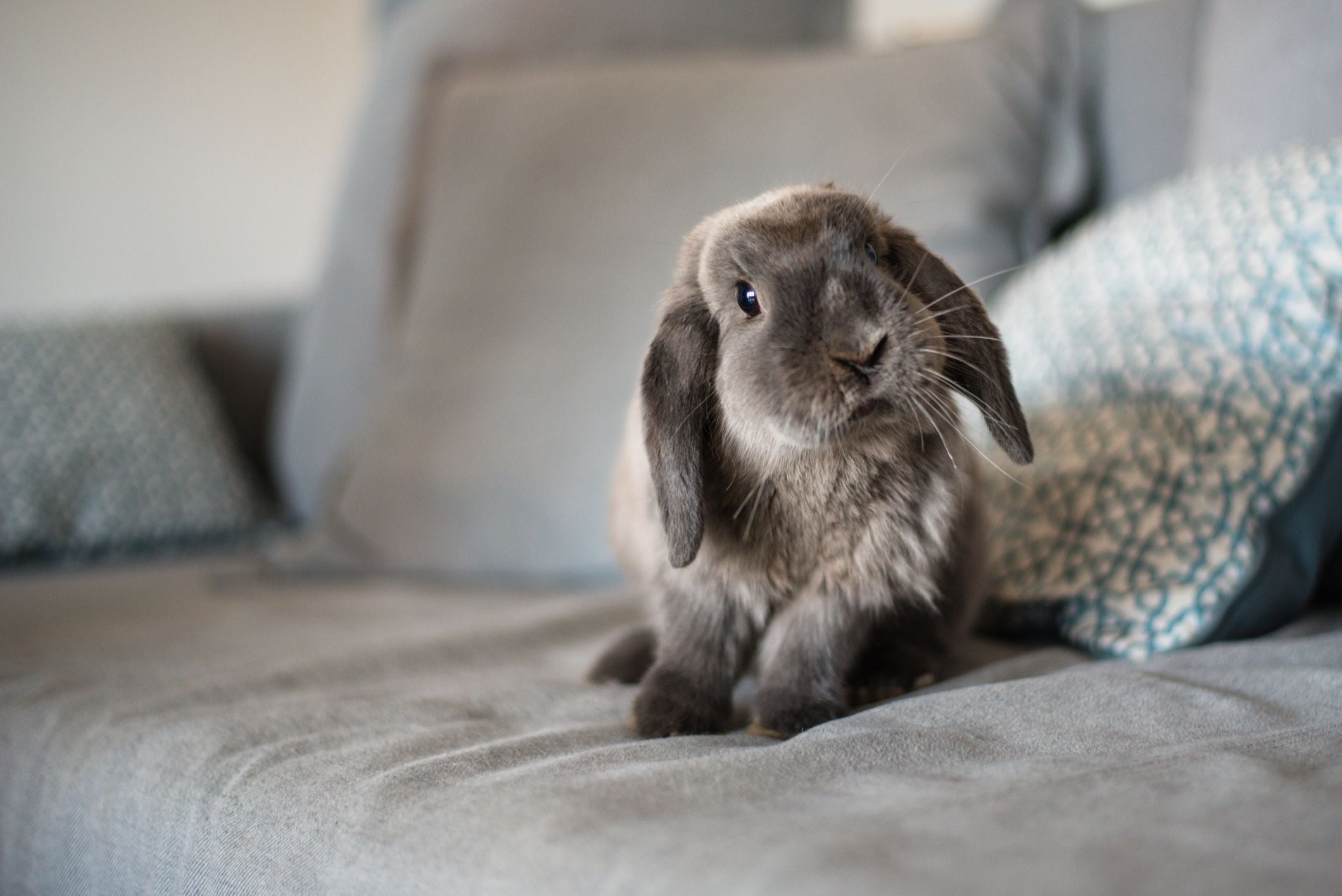 Is your pet rabbit vaccinated? Now’s the time!