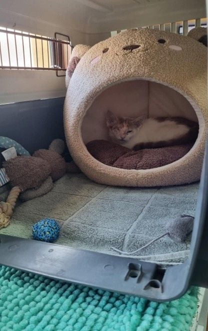 The Story of Sid The Story of Sid