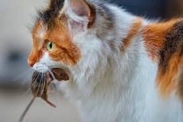 Accidental Ingestion of Rodenticide Accidental Ingestion of Rodenticide