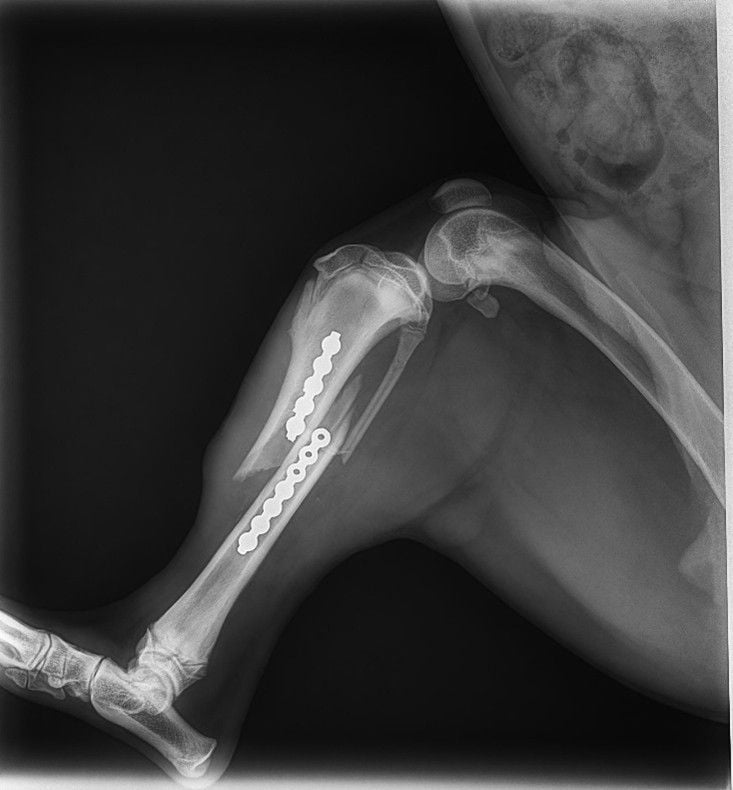 The Importance of Post Operative Care