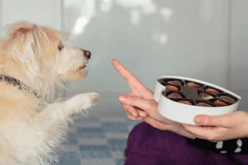 How does chocolate ingestion actually affect our furry friends?