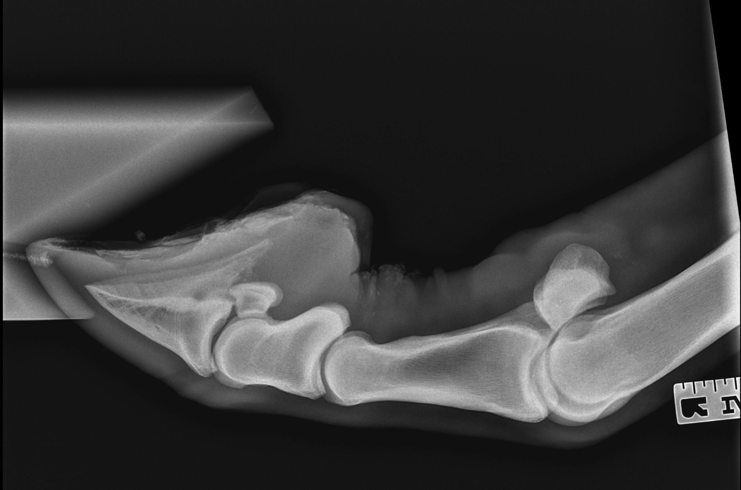 Radiology Radiology