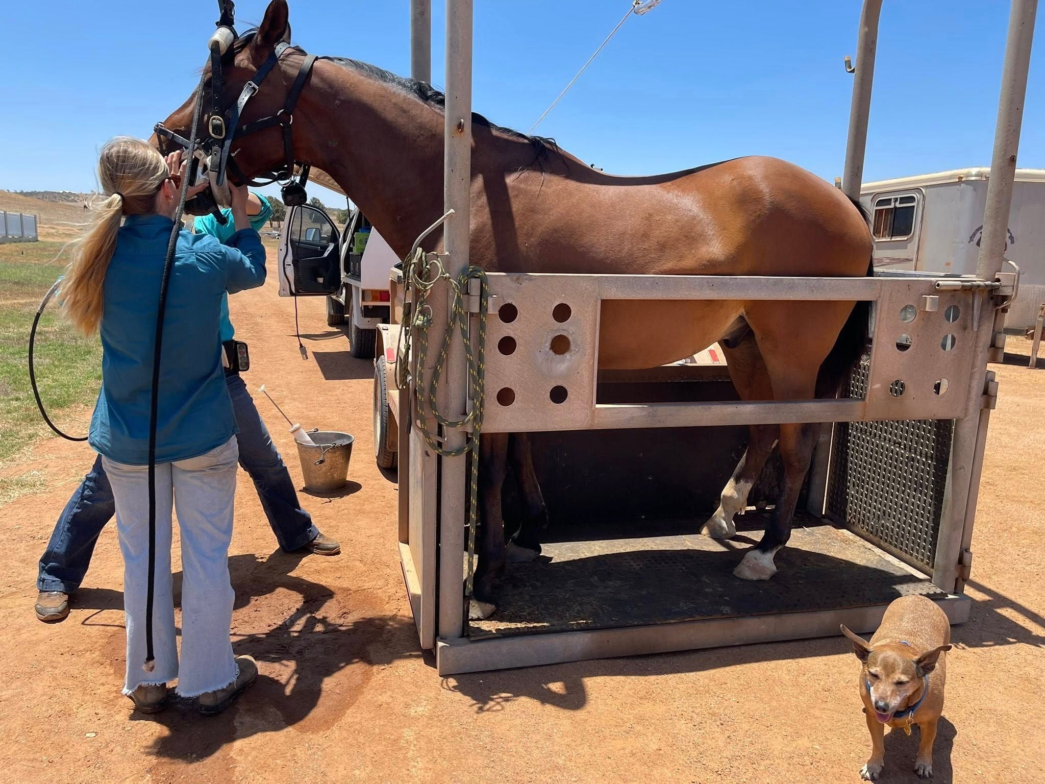 Equine Dentistry Equine Dentistry