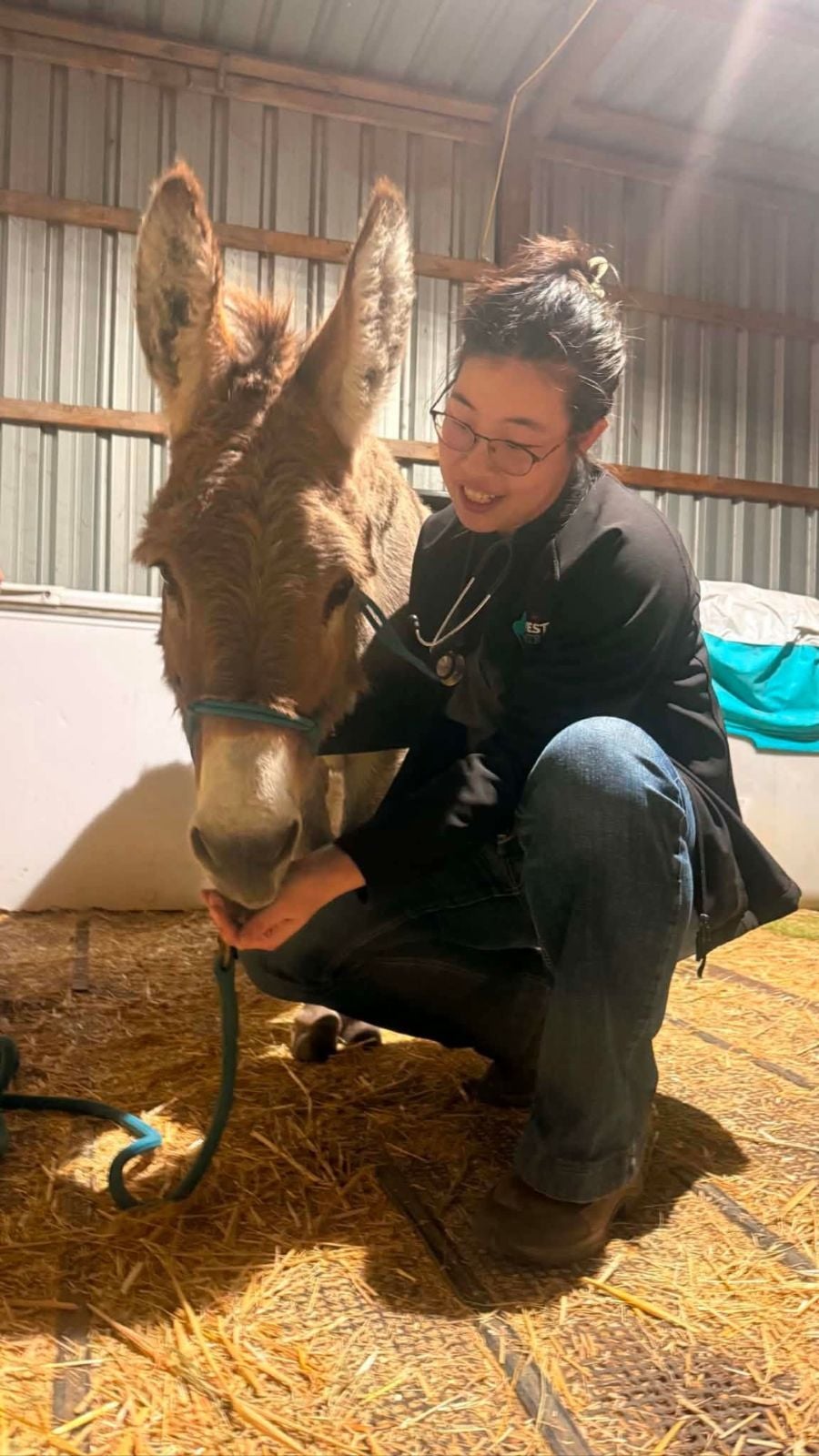 Equine Medicine Equine Medicine