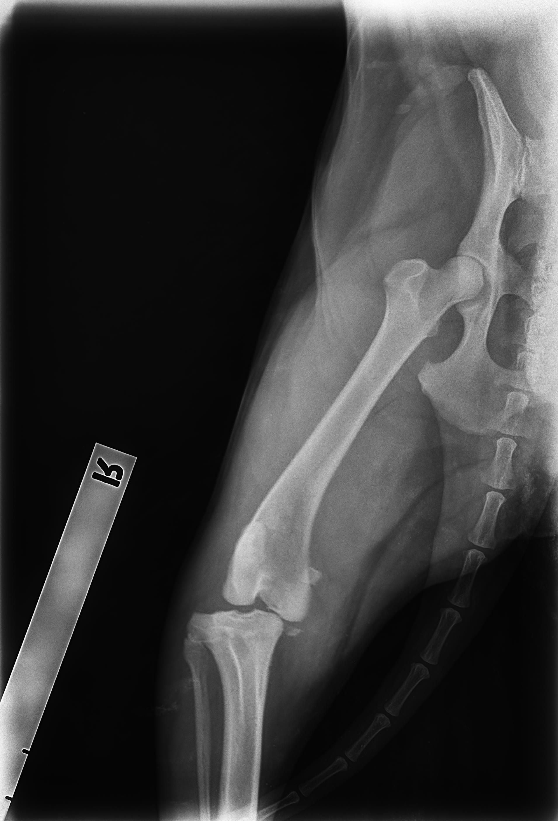 Radiology Radiology