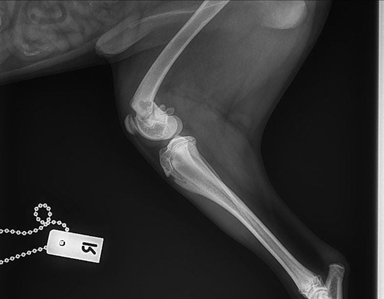 Radiology