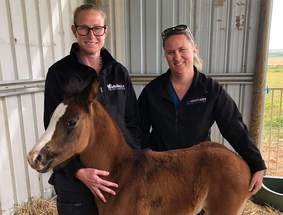 Equine Reproductive Exams Equine Reproductive Exams