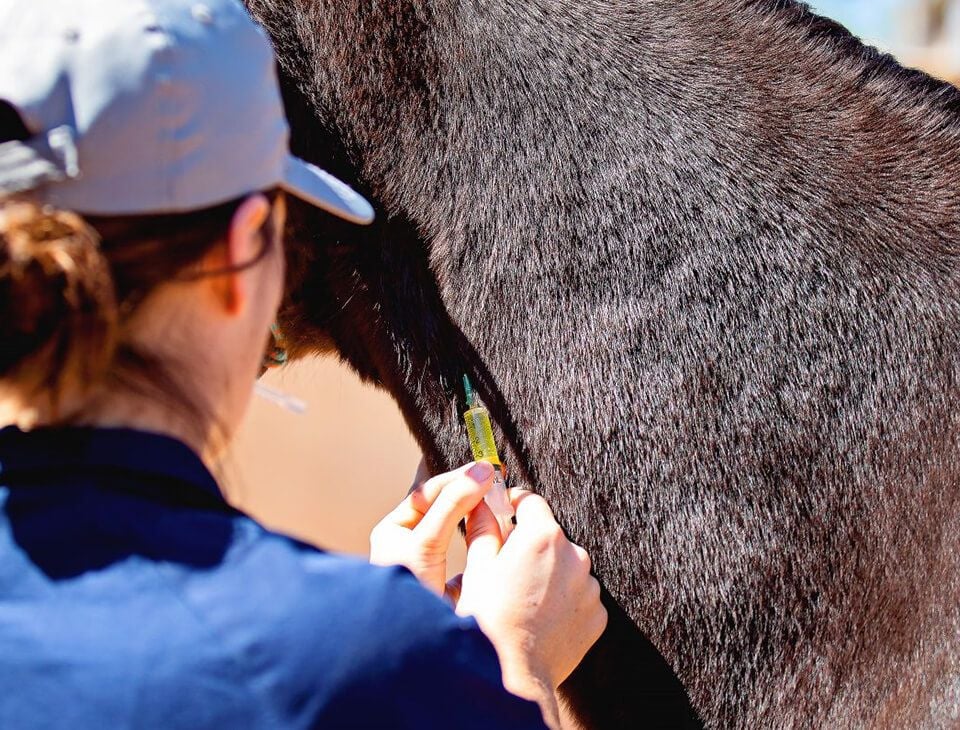 Equine Surgery Equine Surgery