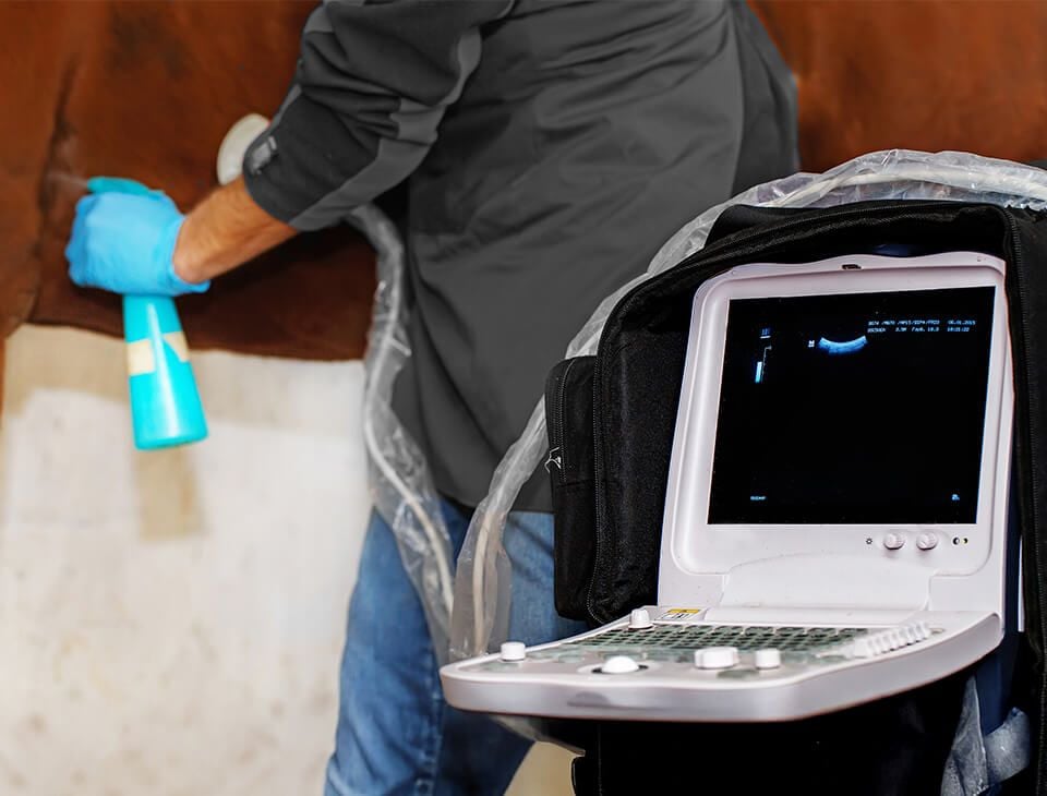 Equine Ultrasonography Equine Ultrasonography