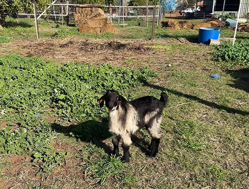 Lameness exams including hoof trimming (sheep and goats)