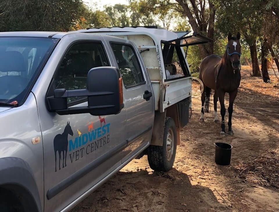 Equine Gastroscopy Equine Gastroscopy
