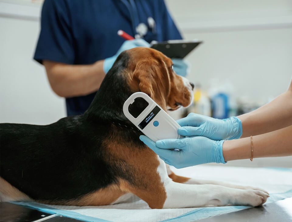 Microchip Implantation and Scanning
