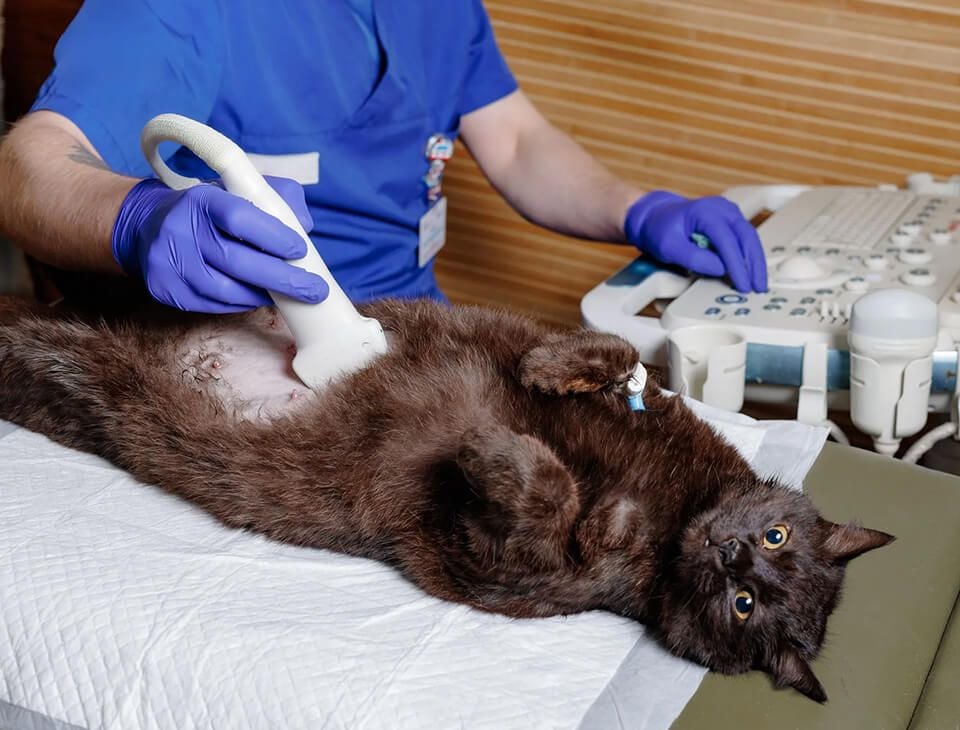 Ultrasound