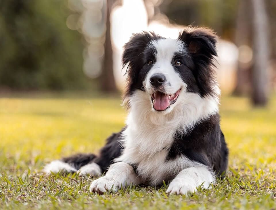 Sheep dog health and performance assessments