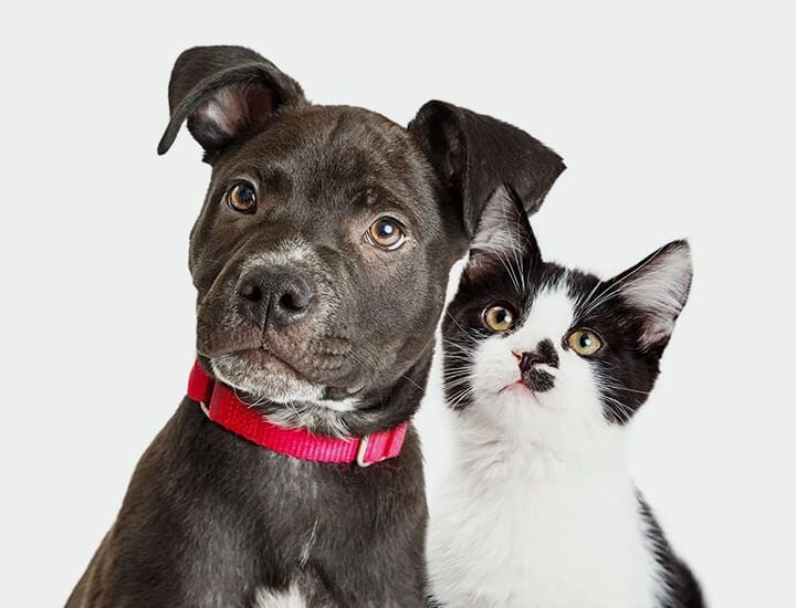 Cats and Dogs Midwest Vet