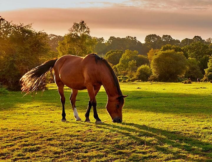 Equine