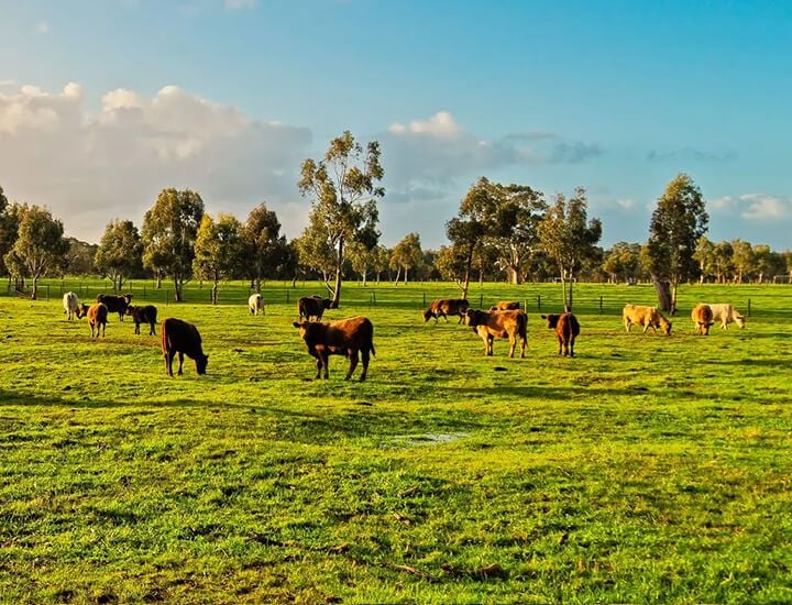 Livestock and Farm Animals