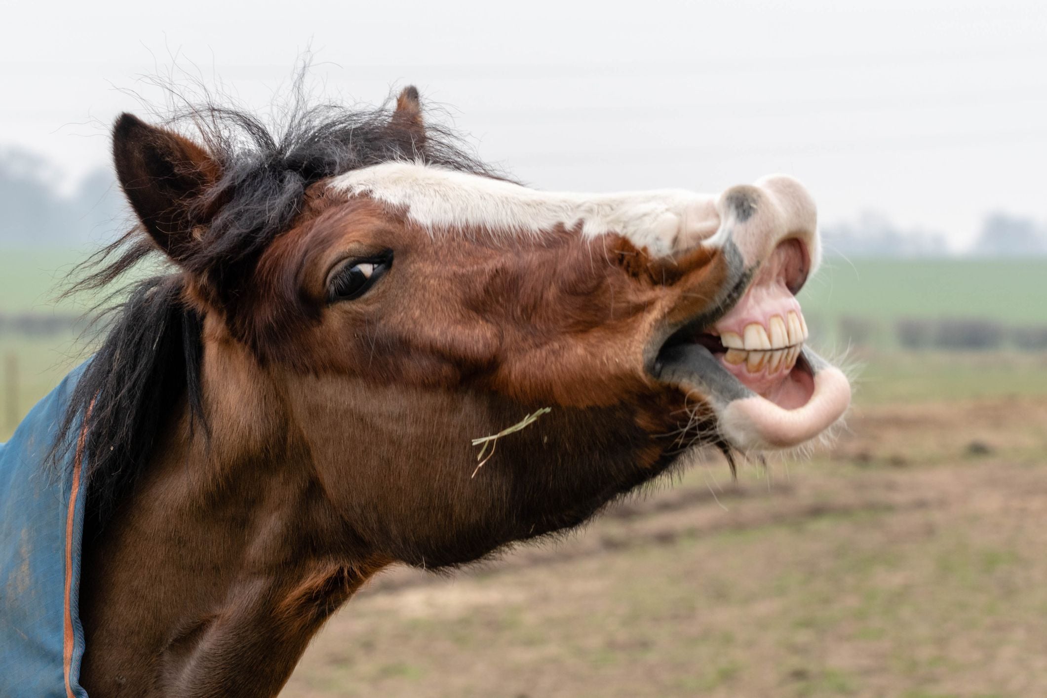 Equine Dentistry Equine Dentistry
