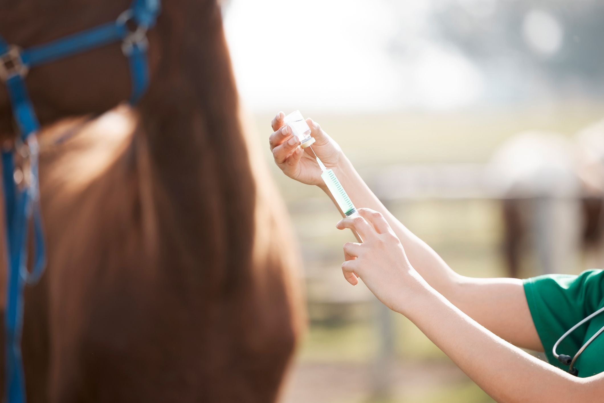 Equine Medicine Equine Medicine