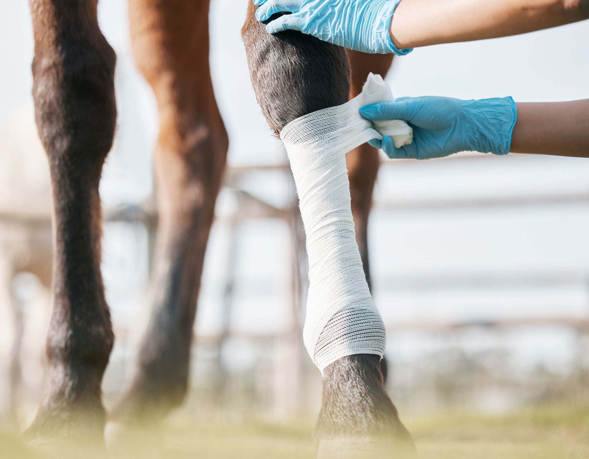 Other Equine Services Other Equine Services