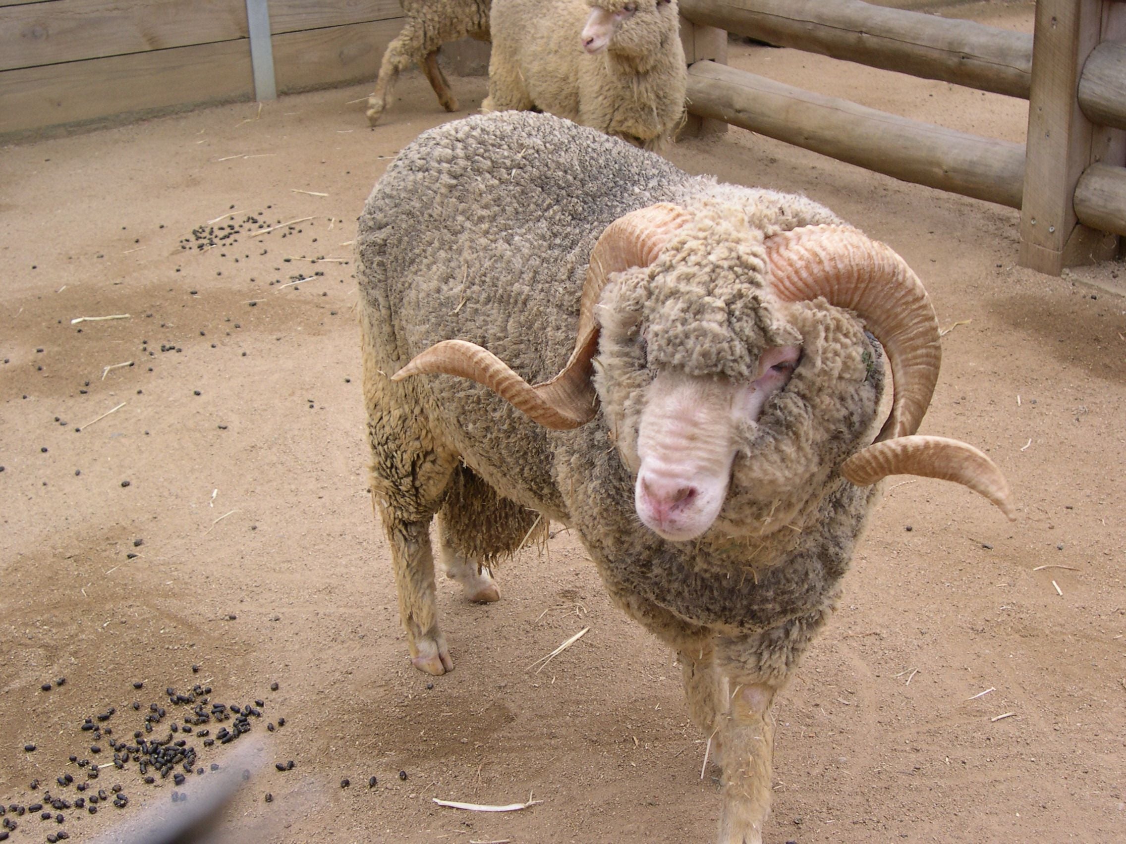 Ram health