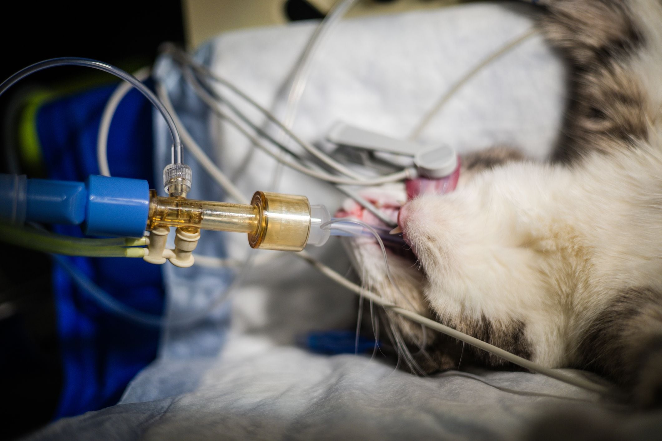 SURGICAL PROCEDURES SURGICAL PROCEDURES