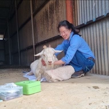 Hilary Chok, BSc DVM