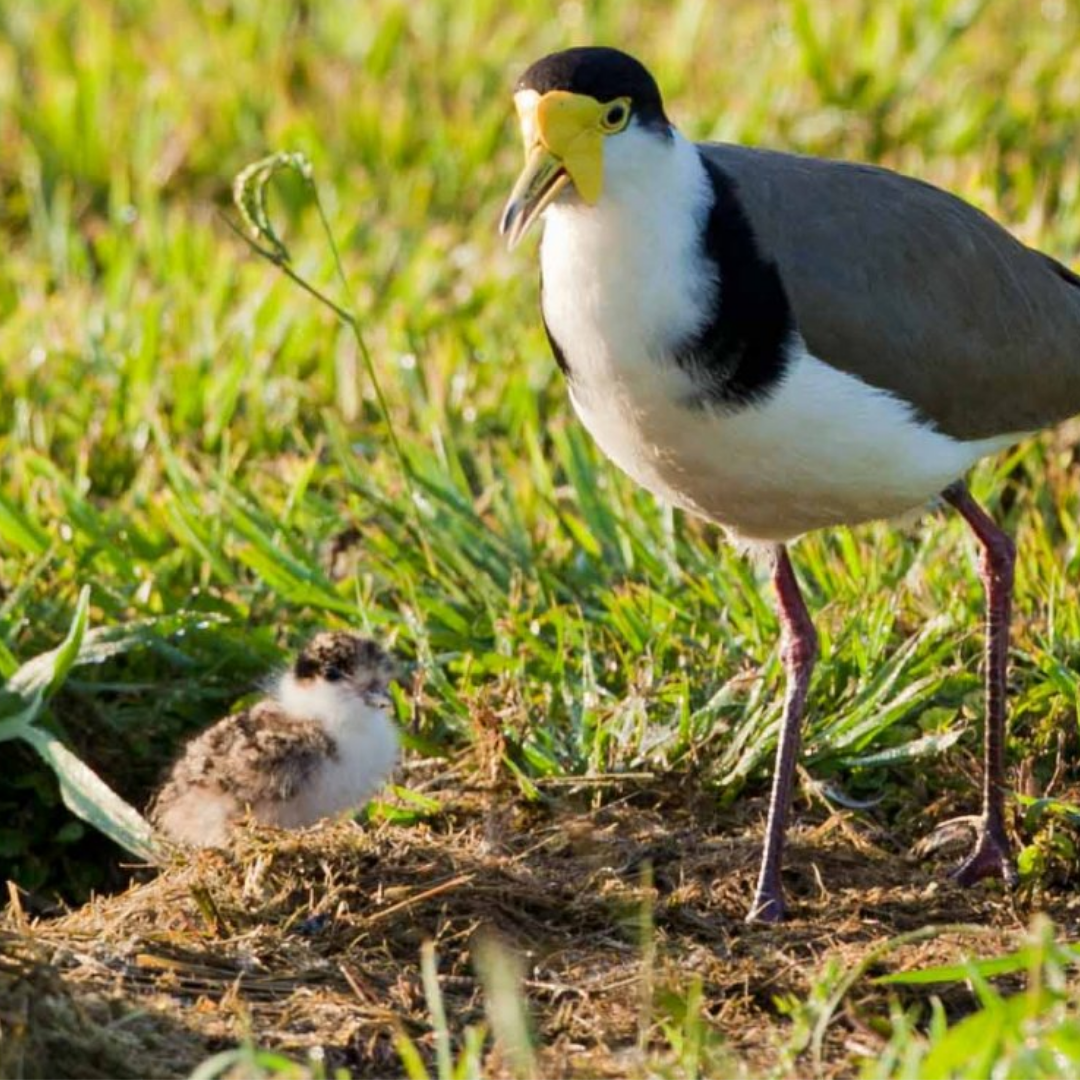 Reuniting Chicks with their Family