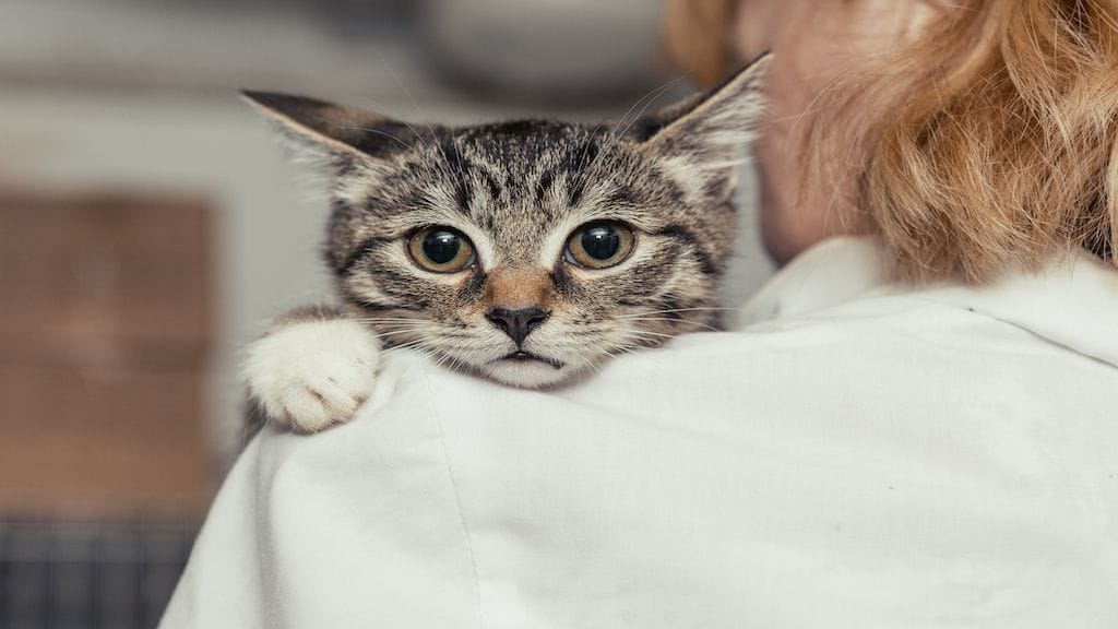 Saving missing pets with VSOS