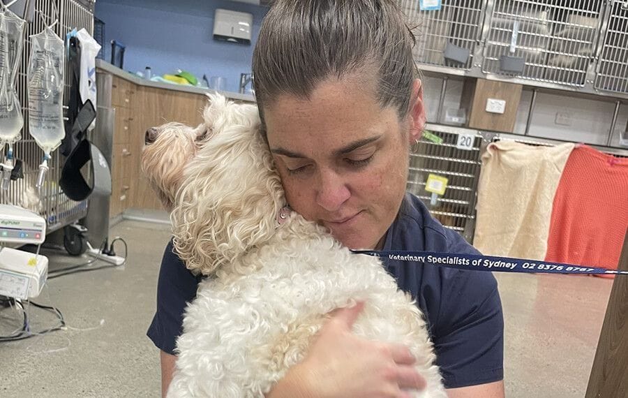 Honey the Cavoodle had Dysuria