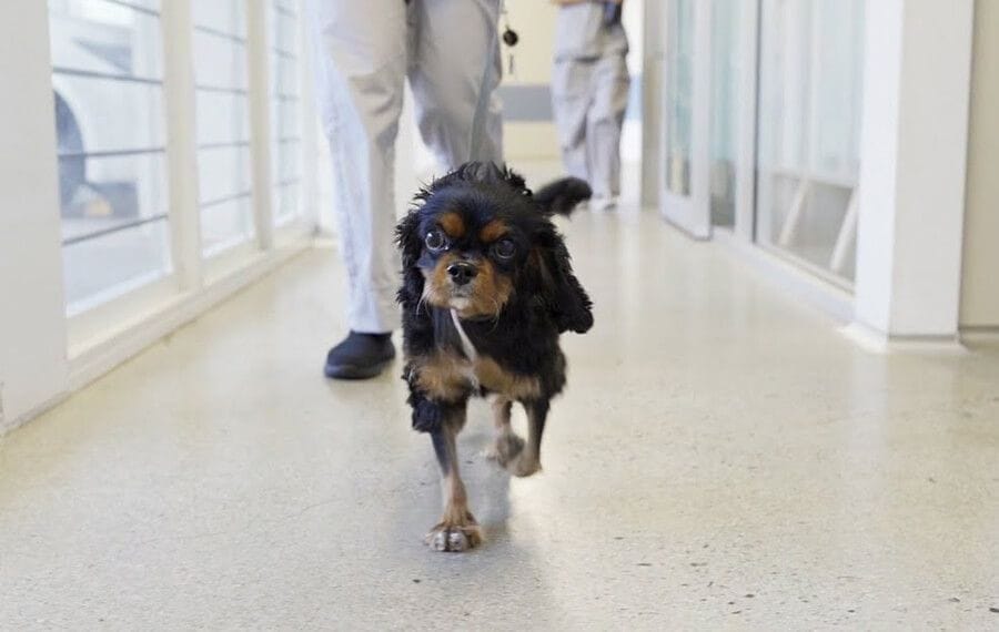 Koda the Frequent Flyer receives a Stent for an Irregular Blood flow