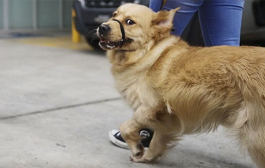 Atlas and His Severe Case of Hip Dysplasia