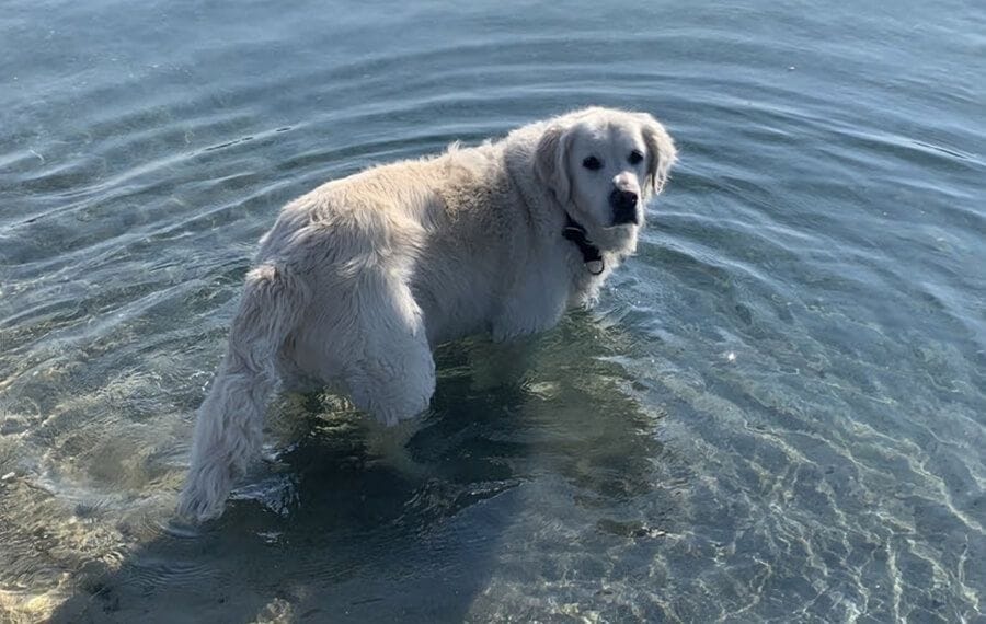 Alfie Beats the Odds to Return Home
