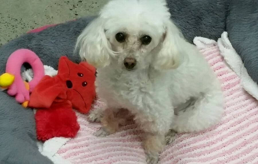 Round the Clock Emergency Care Vital for Willow’s Speedy Recovery