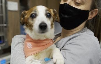 Minnie receives ground-breaking procedure known as Chemoembolisation