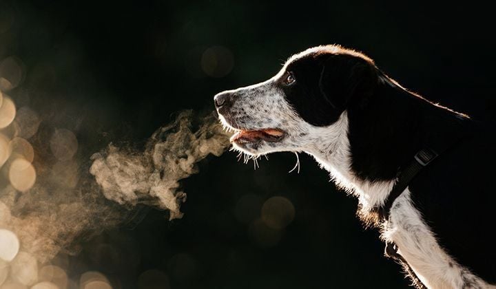Why Does My Dog Have a Runny Nose, Nosebleeds, or Noisy Breathing?