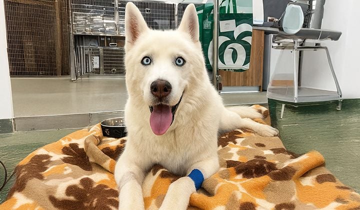 Breaking New Ground in Arthritis Care for Dogs: Hunter’s Story Breaking New Ground in Arthritis Care for Dogs: Hunter’s Story