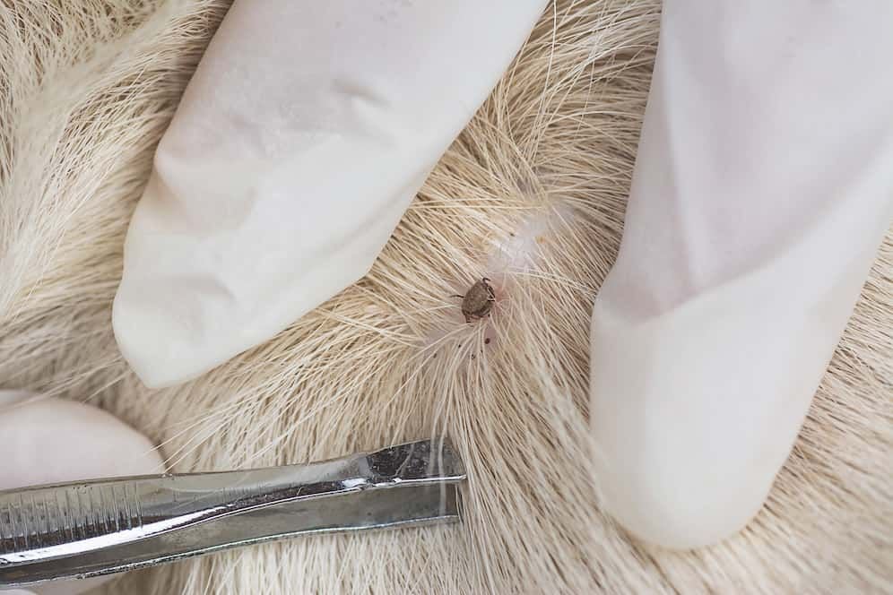 Tick Paralysis: Clinician Notes