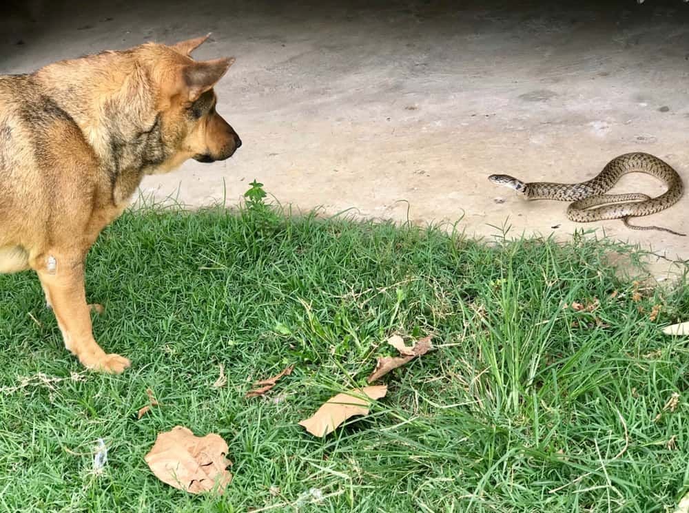 Snake Bites in Dogs & Cats (Sydney): Act Fast - This Is an Emergency Snake Bites in Dogs & Cats (Sydney): Act Fast - This Is an Emergency