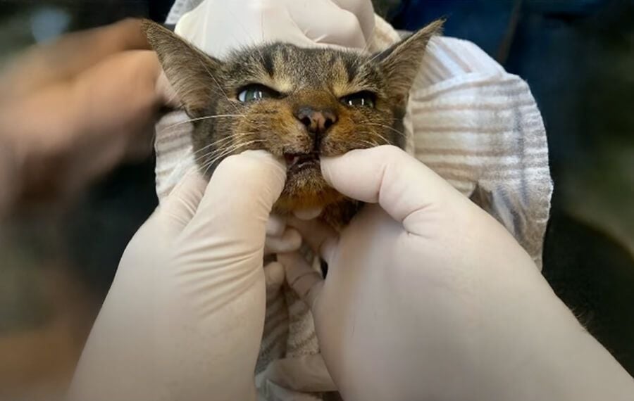 Beyond Possible: Giving Possum Her Quality of Life Back