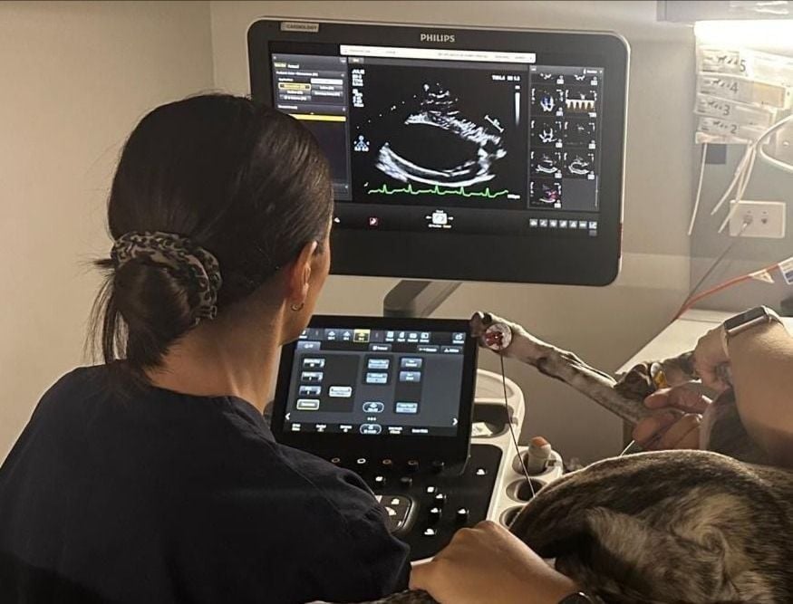 Clinical Notes: Beyond Management: Advancing Veterinary Cardiology from Palliation to Cure