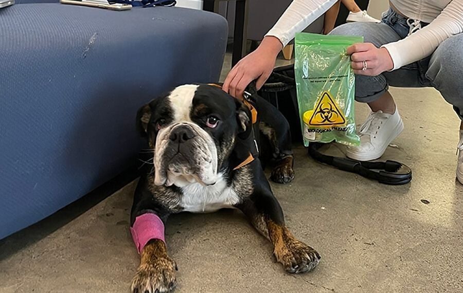 Toxic Human Foods for Dogs and Cats: Avoiding an Emergency Visit